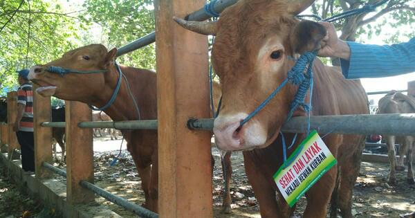 Sapi Kurban. Foto: Repro Google