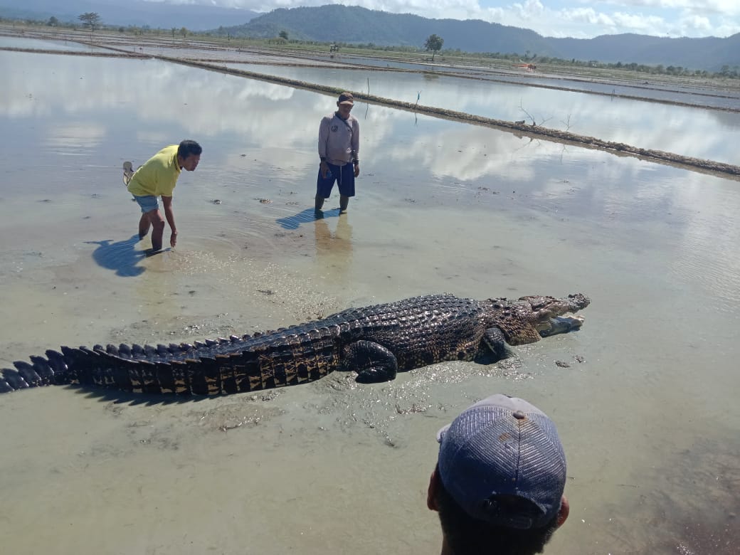 Buaya berukuran empat meter muncul di area persawahan warga di Kecamatan Ladongi. Foto: Ist.