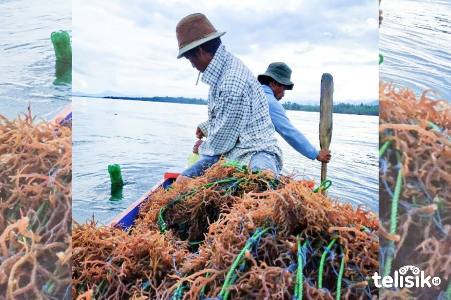 Aktivis petani rumput laut di Desa Powala'a, Kecamatan Pakue Tengah, Kolaka Utara. Foto: Muh. Risal/Telisik