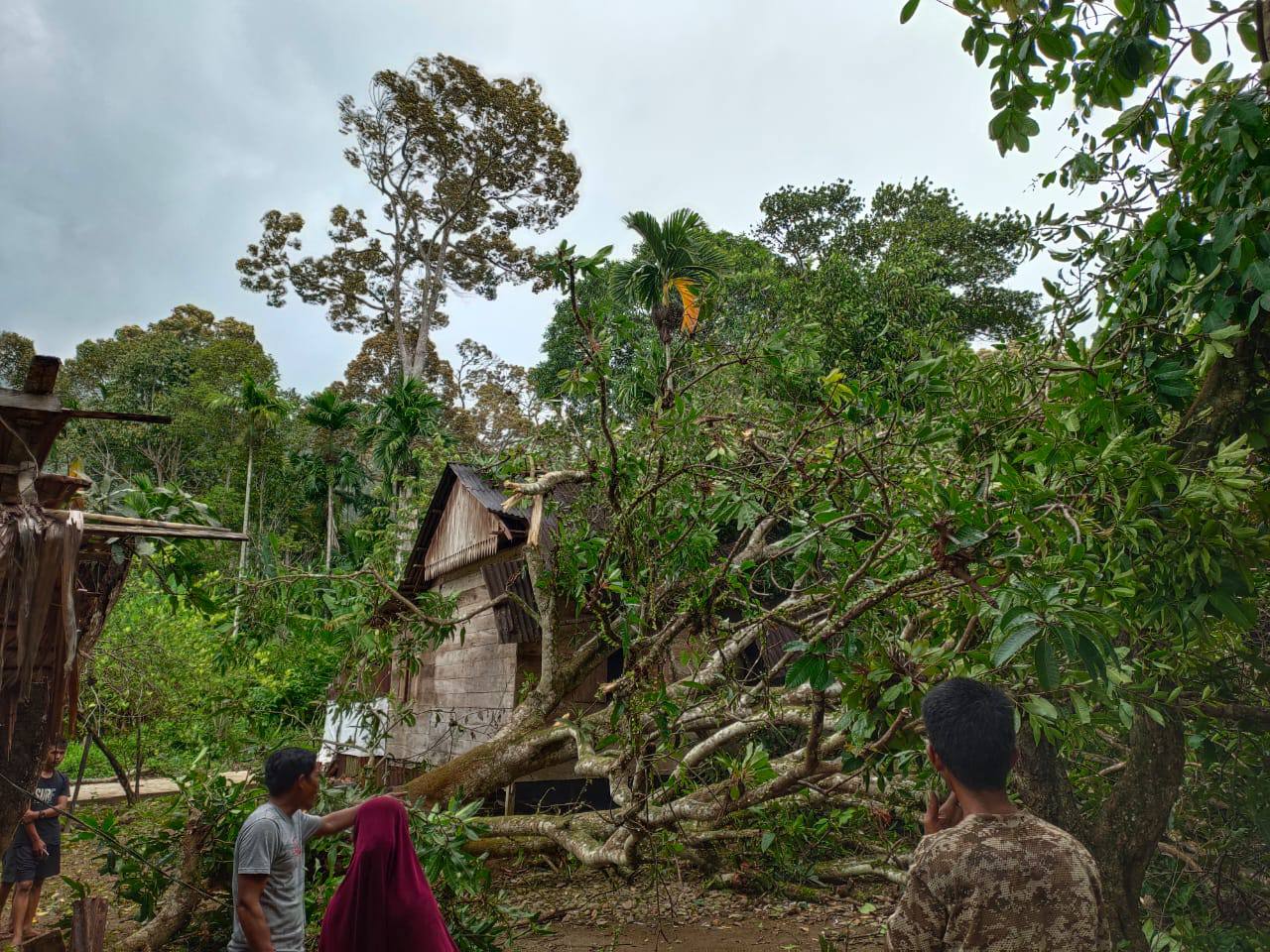 Satu orang dilaporkan meninggal tertimpa pohon ketika angin kencang terjang Aceh Selatan. Foto: Ist.