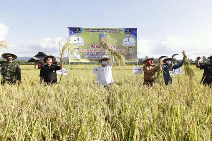 Bupati Konsel, Surunuddin Dangga (baju putih) saat panen raya di Desa Jati Bali, Kecamatan Ranomeeto Barat, Konsel. Foto: Ist.