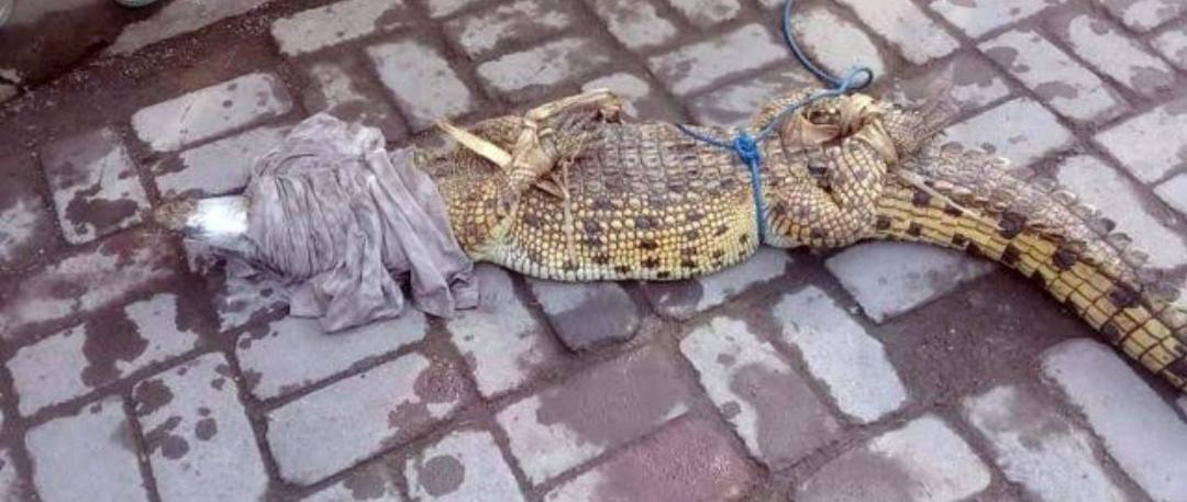 Seekor buaya yang muncul di parit pinggir jalan poros Desa Lakabu-Wanseriwu berhasil ditangkap. Foto: Ist.
