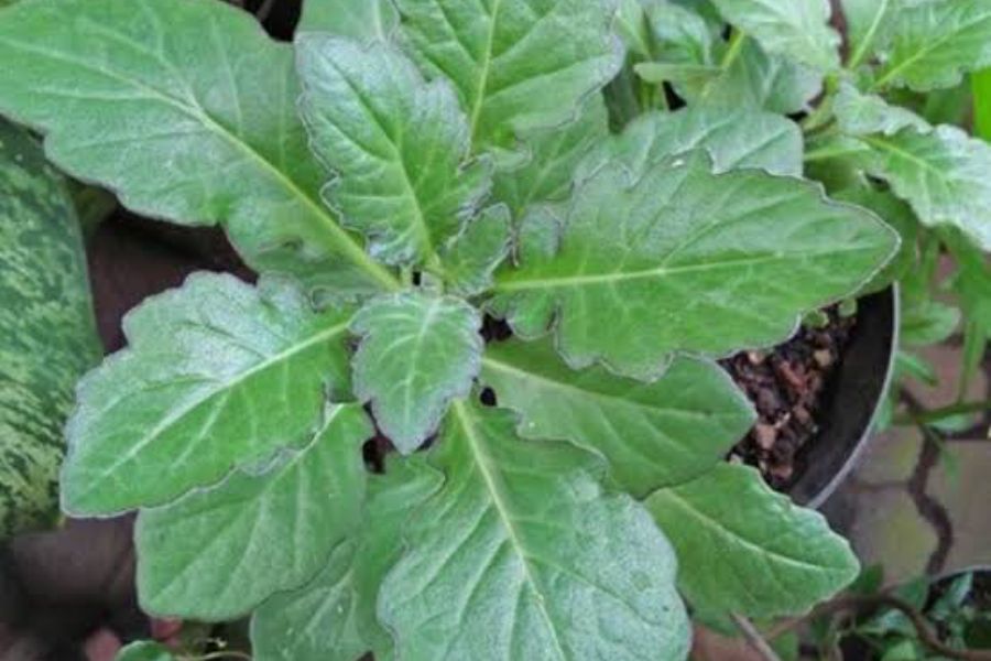 Daun dewa merupakan tanaman berkhasiat dan umumnya ditanam sebagai obat herbal. Foto: Repro Bibitbunga.com