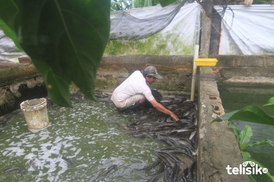 Jufri memanen ikan lele yang telah ia budidayakan selama empat bulan. Bisnis ini sangat menjanjikan di masa pandemi COVID-19. Foto: Sumarlin/Telisik
