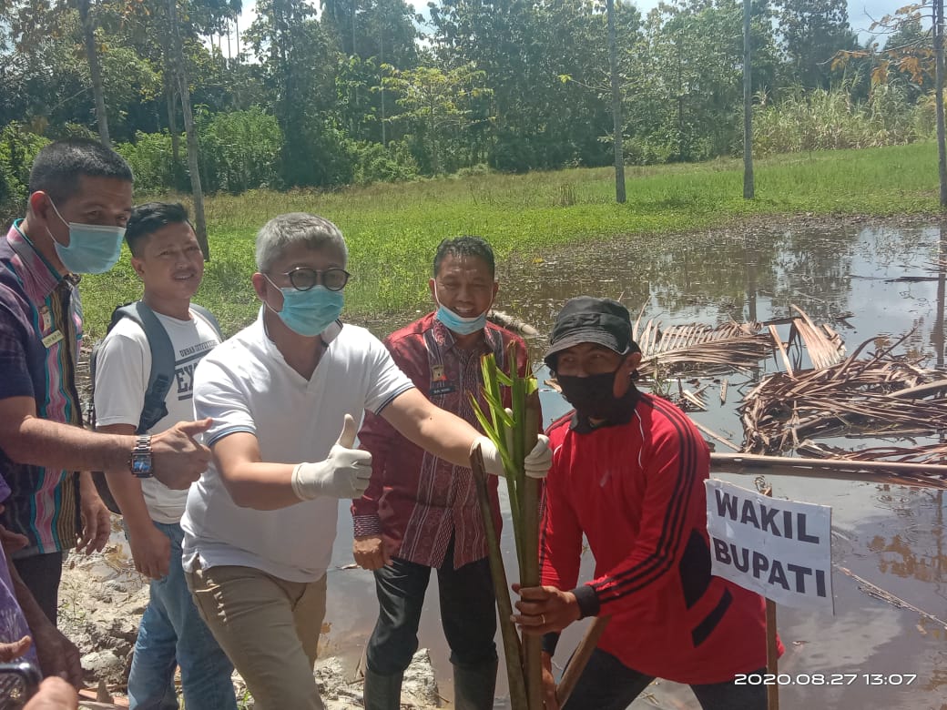 Wabup Konawe, Gusli Topan Sabara (berbaju putih) saat menanam Sagu di Deplot Sagu Konawe. Foto: Ist.