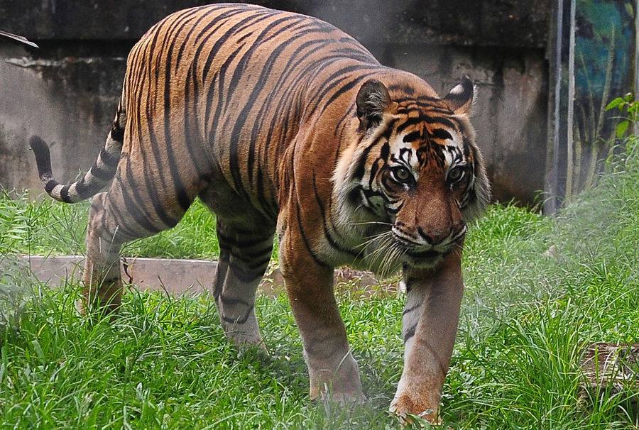 Seekor Harimau. Foto: lokadata.id