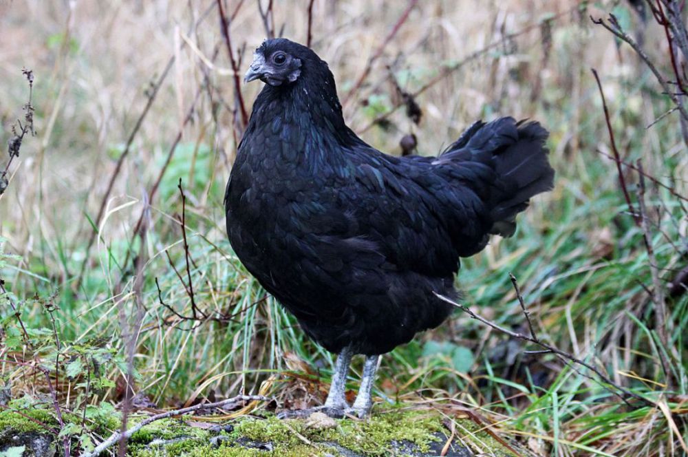 Ayam Cemani. Foto: Repro google.com.