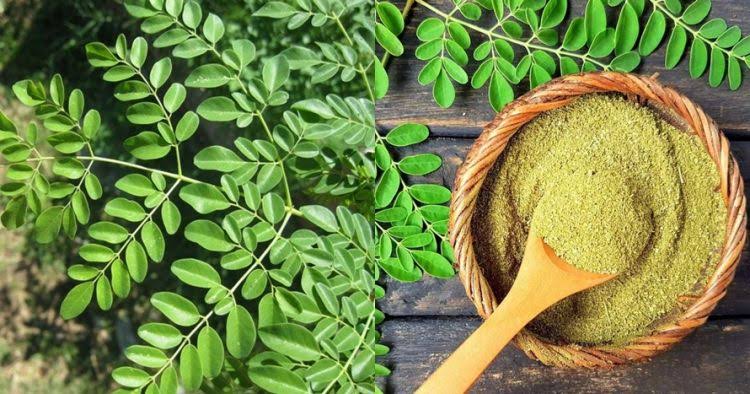 Daun kelor dapat diolah menjadi jamu, teh herbal, hingga suplemen. Tak sedikit pula orang yang menggunakan daun kelor sebagai bahan masakan. Foto: Repro JawaPos.com