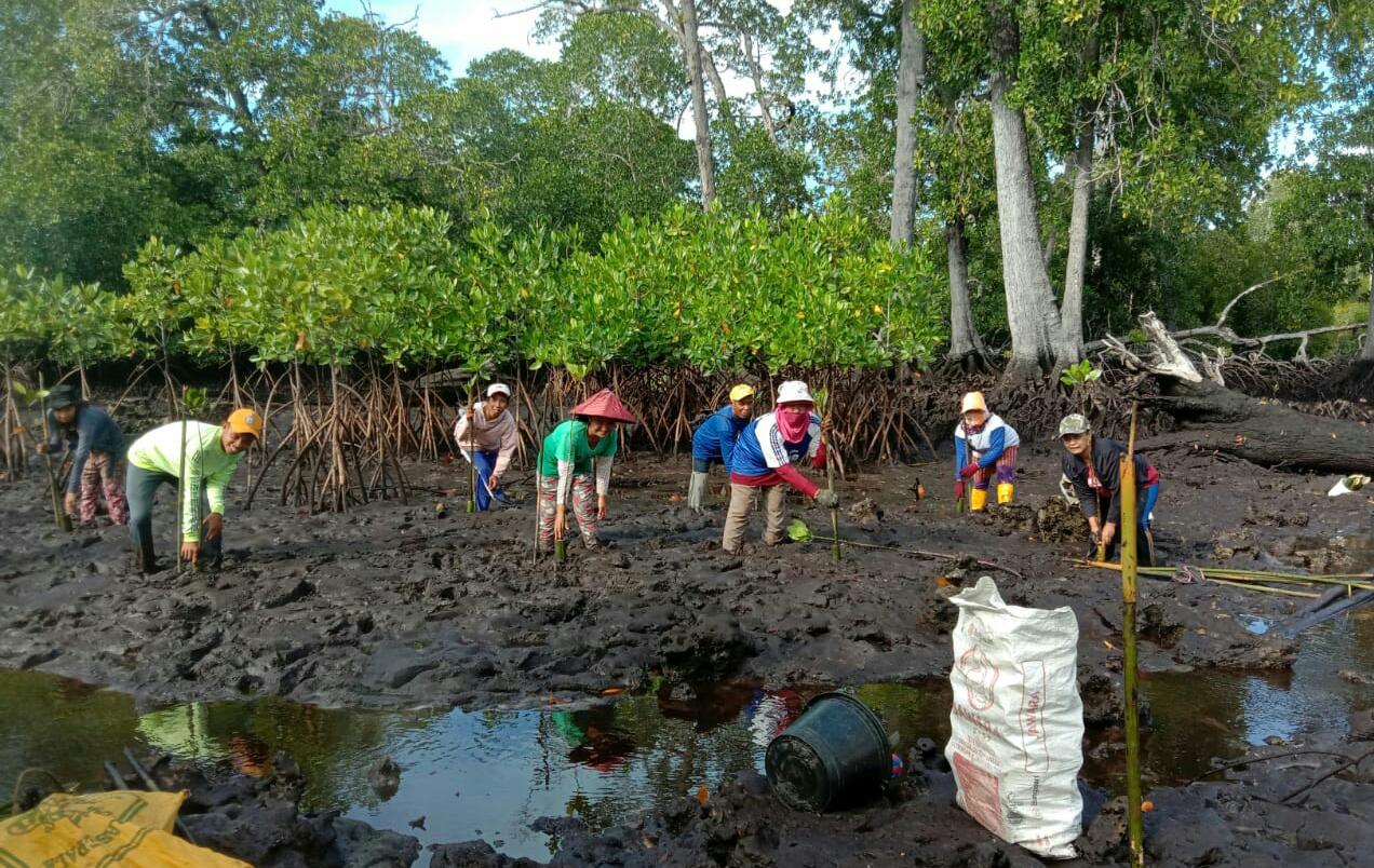 Suasana penanaman mangrove. Foto: BKSDA Kendari.