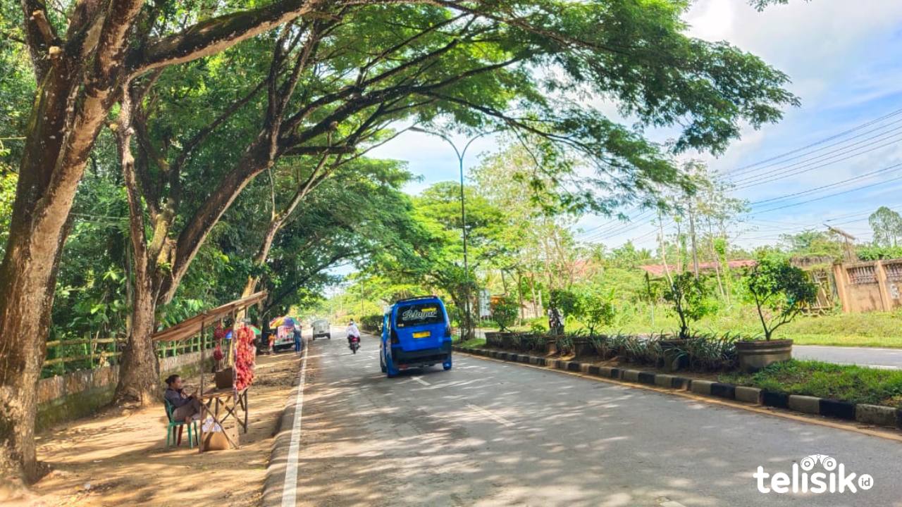 Pohon trambesi yang tumbuh di sekitar Jalan Poros Bandara Haluoleo, Baruga. Foto: Muhammad Israjab/Telisik