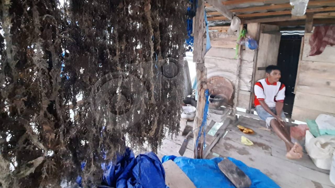 La Taila (40), seorang petani rumput laut di Desa Moko Buteng. Foto: Sadar/Telisik