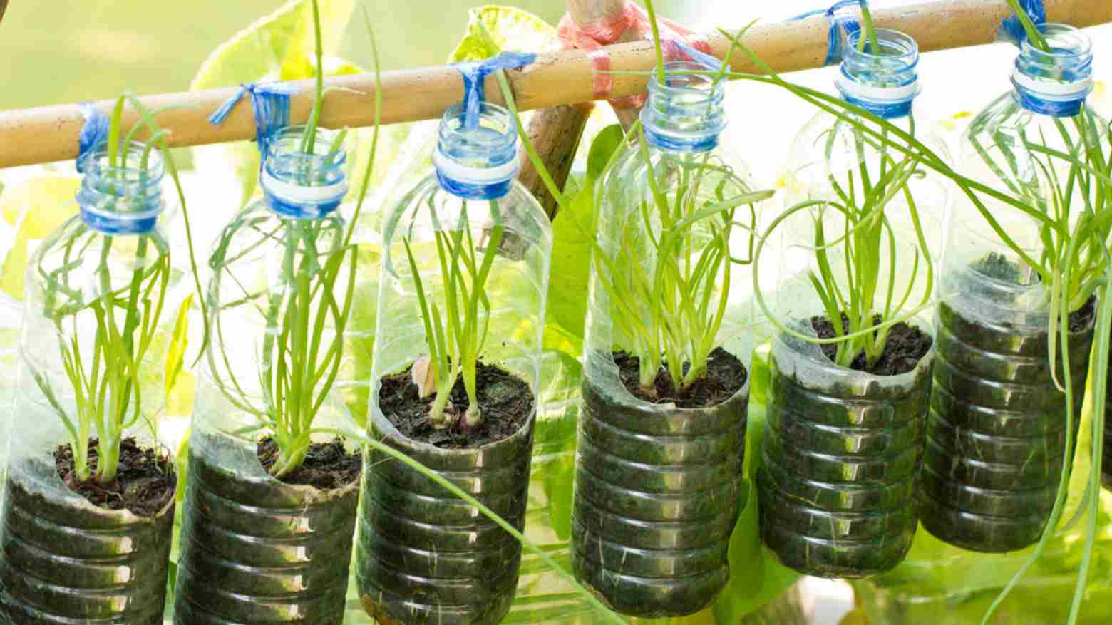 Botol plastik yang diolah menjadi tempat menanam sayur. Foto: Repro goggle.com