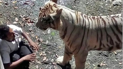 Seekor harimau siap menerkam. Foto: Liputan6/screenshot youtube