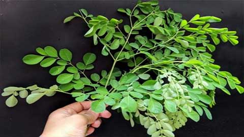 Daun Kelor. Foto: Repro google.com