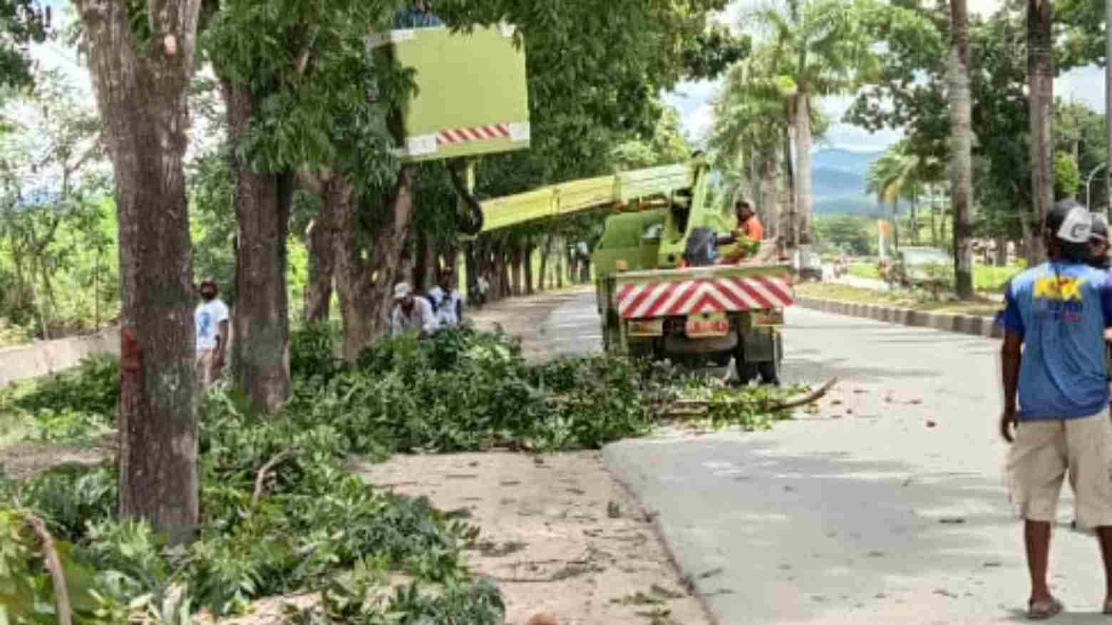 Petugas DLHK sedang memangkas beberapa pohon di jalan protokol. Foto: Ist.