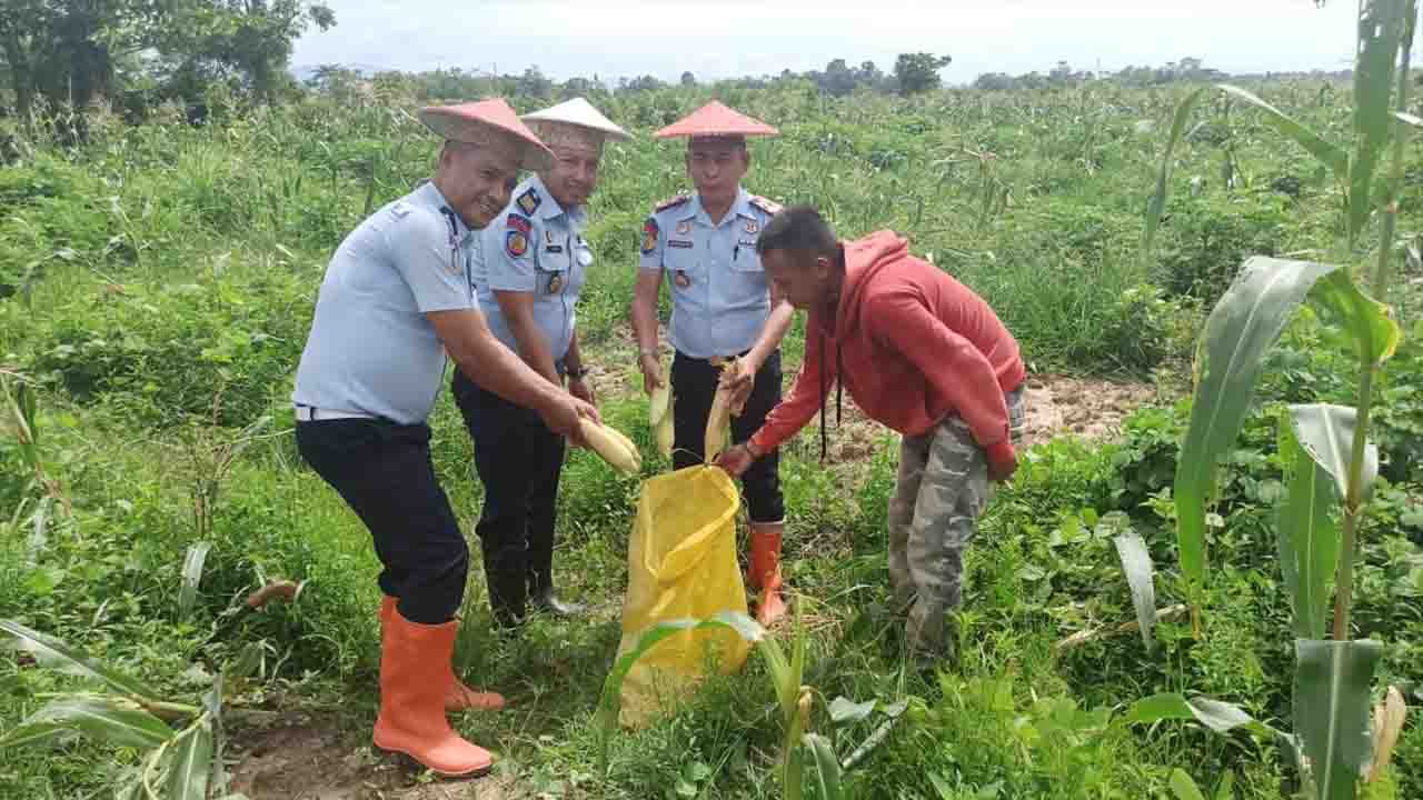 Tampak warga binaan bersama petugas Rutan sedang memanen jagung. Foto: Ist.