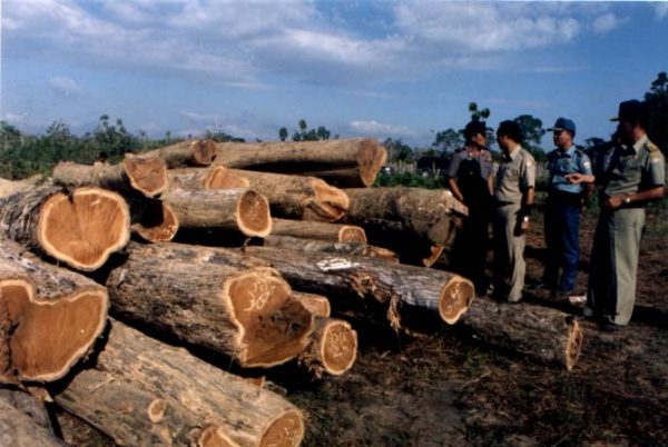 Proses pengelolaan jati Muna. Foto: Repro Hijauku.com