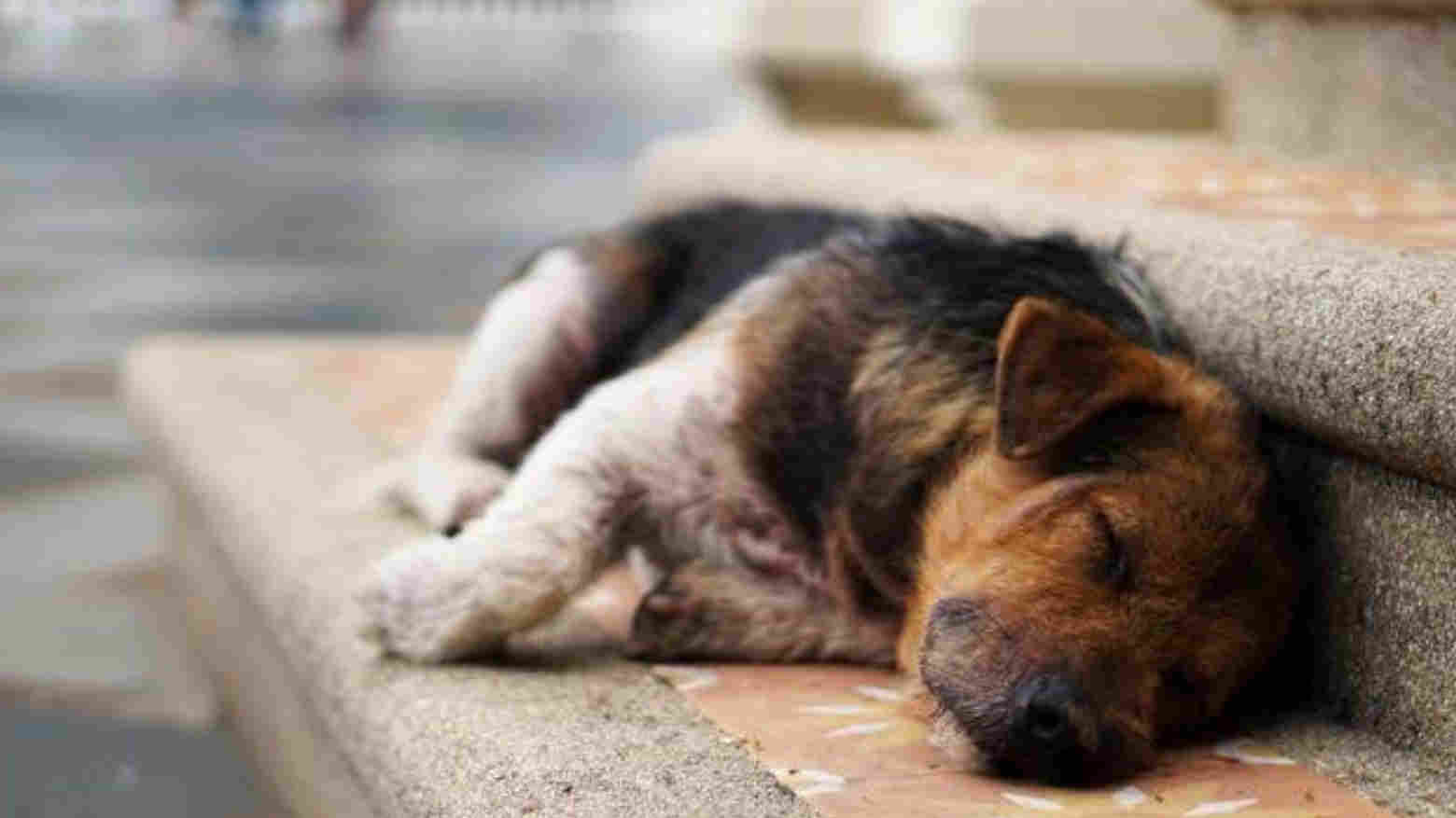 Puluhan anjing menjadi korban kejahatan seorang kakek di India. Foto: Repro google.com