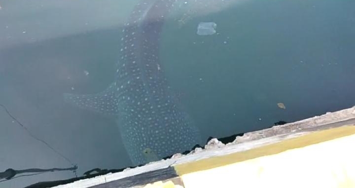 Ikan hiu paus terjebak di Pelabuhan Murhum Kota Baubau. Foto: Ist.