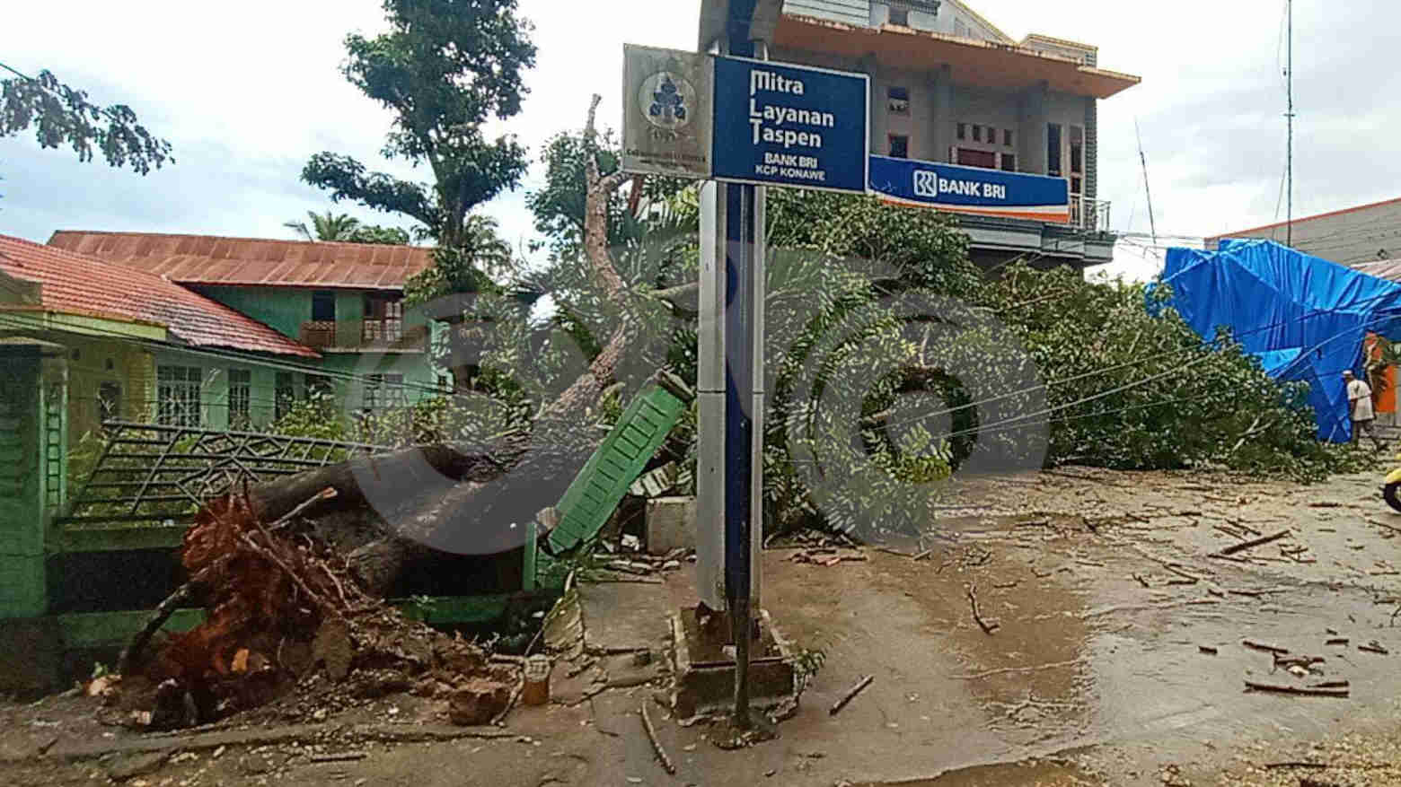 Pohon tumbang ikut menimpa kabel listrik PLN. Foto: Muh. Surya Putra/Telisik