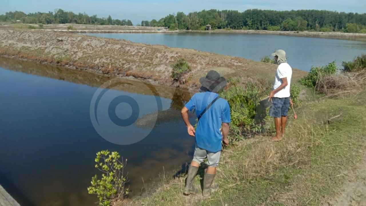 Penangkaran kolam tempat budidaya udang air laut. Foto: Muh. Sabil/Telisik