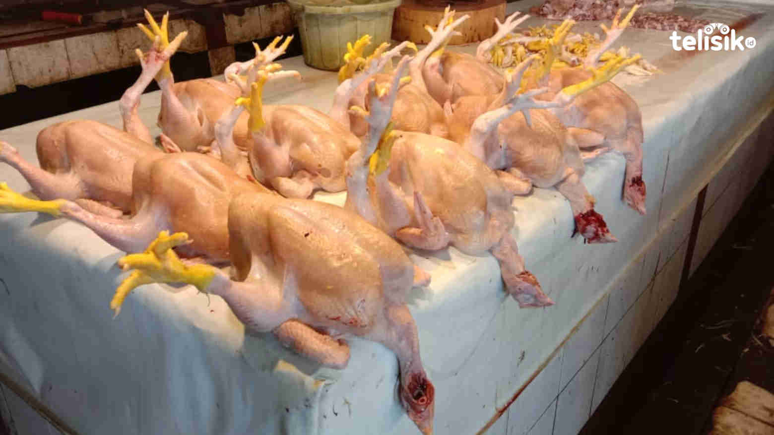 Penjualan daging ayam di pasar Mandonga. Foto: Izar/Telisik