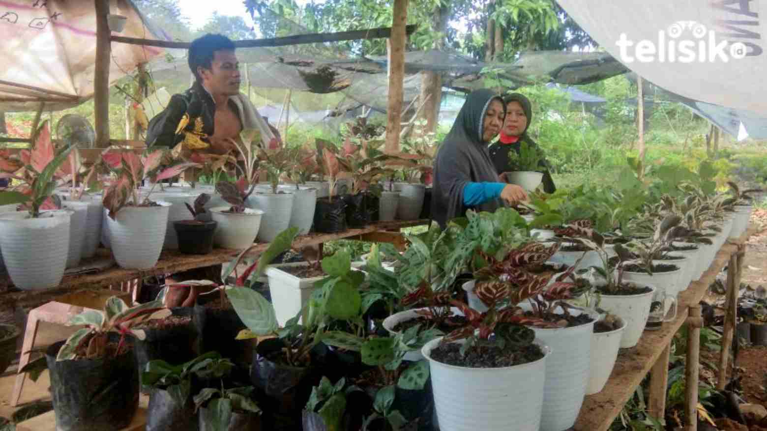 Riyan (kiri) saat menjajakan tanamannya kepada calon pembeli. Foto: Kardin/Telisik