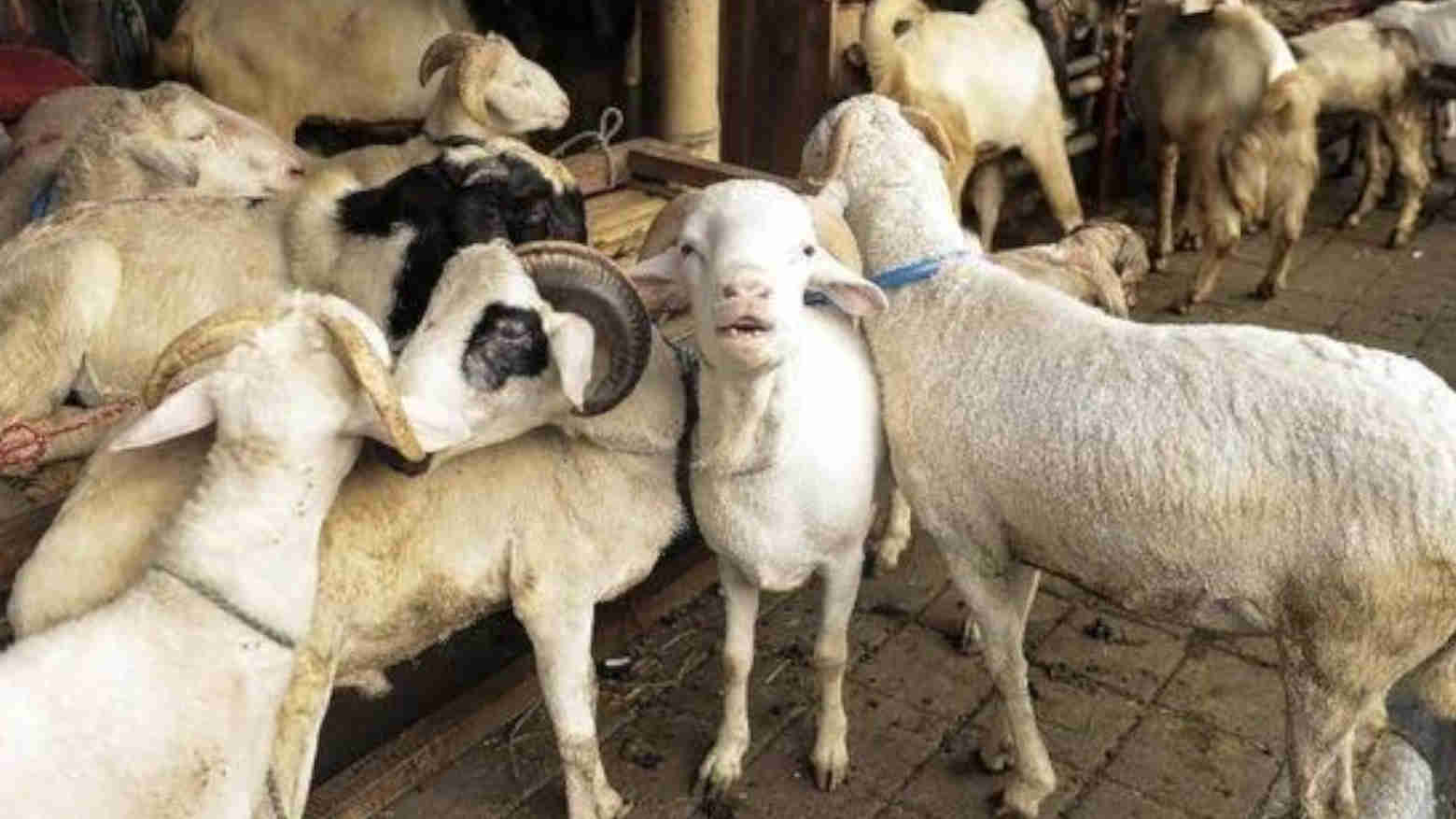 Hewan kurban. Foto: Repro Cnnindonesia