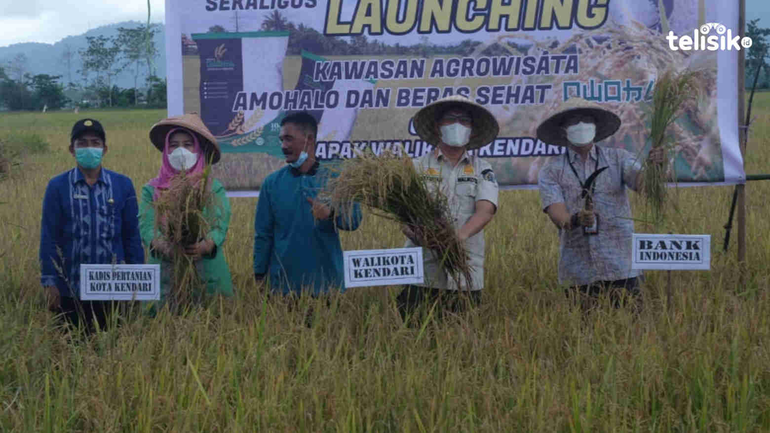 Wali Kota Kendari bersama Kepala Dinas Pertanian Kota Kendari dan Pimpinan Bank Indonesia melakukan panen raya beras Owoha. Foto: Sumarlin/Telisik