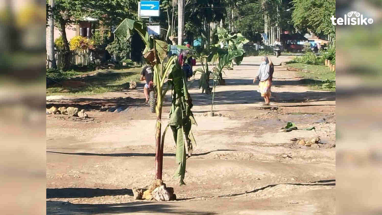Jalan yang ditanani pohong pisang. Foto: Sunaryo/Telisik