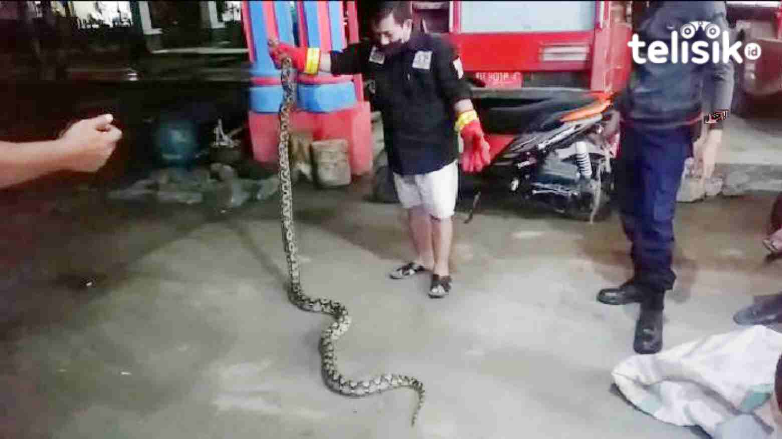 Kabid Damkar Bombana saat menangkap ular yang ditemukan warga. Foto: Hir Abrianto/Telisik