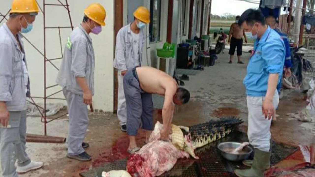 Buaya muara yang disembelih oleh TKA PT. OSS. Foto: Ist.