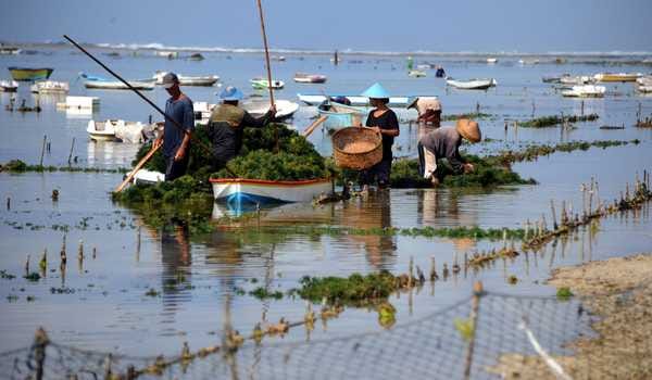 Petani rumput laut belum semua tersentuh Dana Alokasi Khusus. Foto: Beritasatu.com