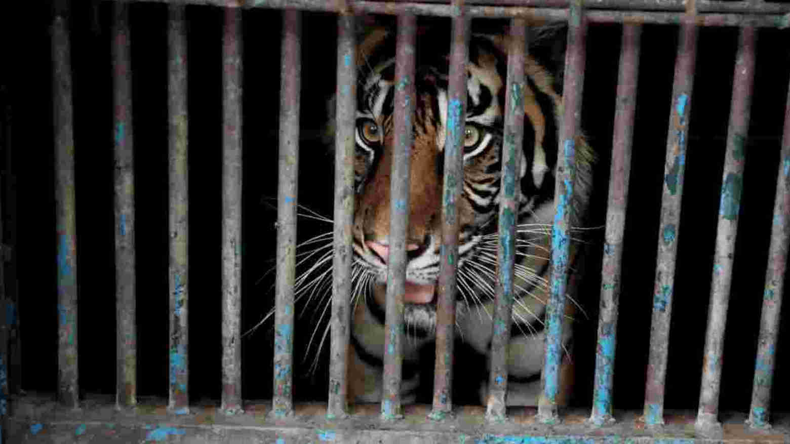 Salah satu harimau Sumatera yang sempat terpapar virus Corona di Taman Margasatwa Raguna kini sudah dinyatakan telah pulih. Foto: Ist.