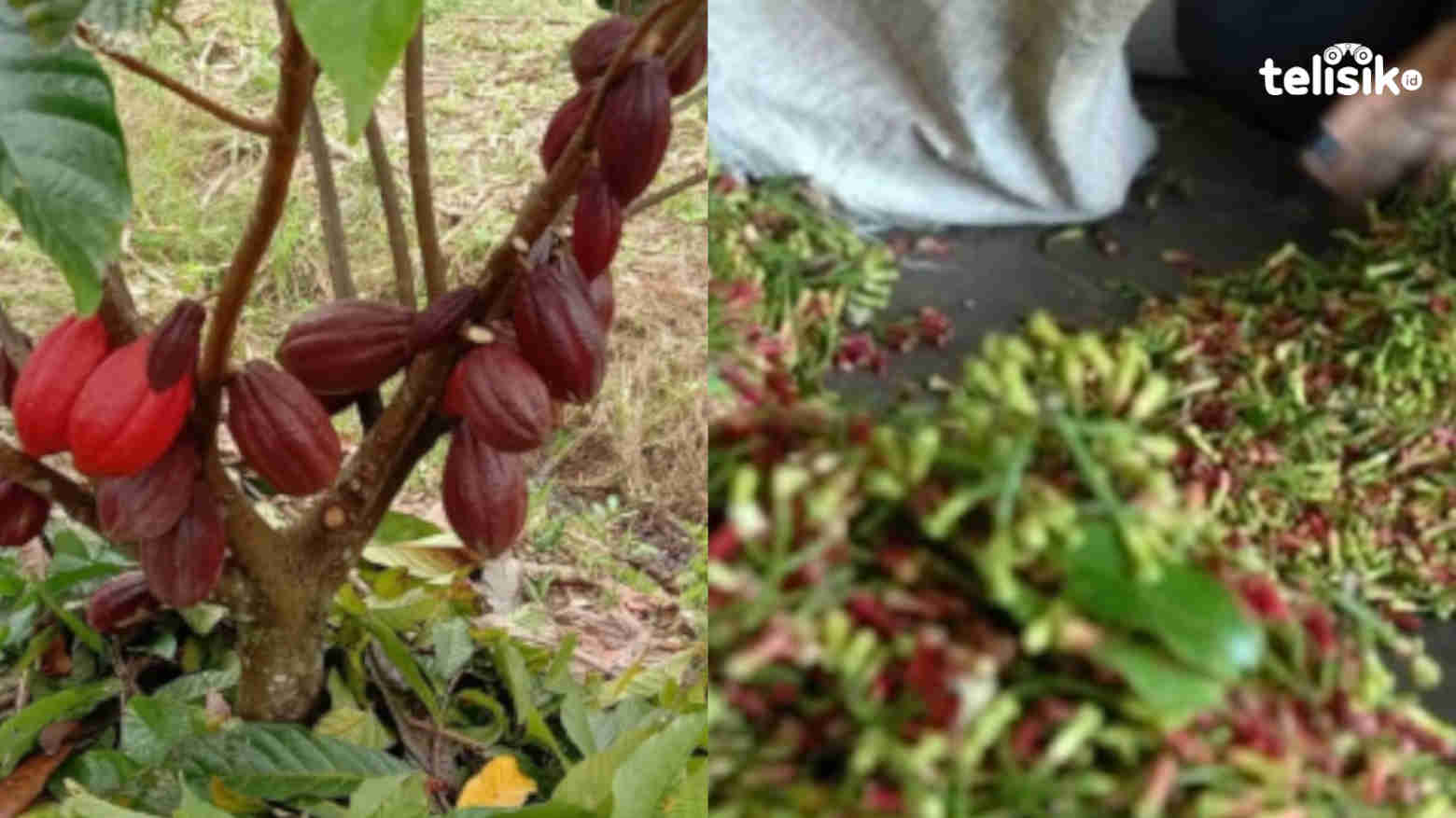Tampak gambar tanaman kakao (atas) dan cengkeh (bawah) diambil dari para petani di Kabupaten Kolaka. Foto: Muh Sabil/Telisik