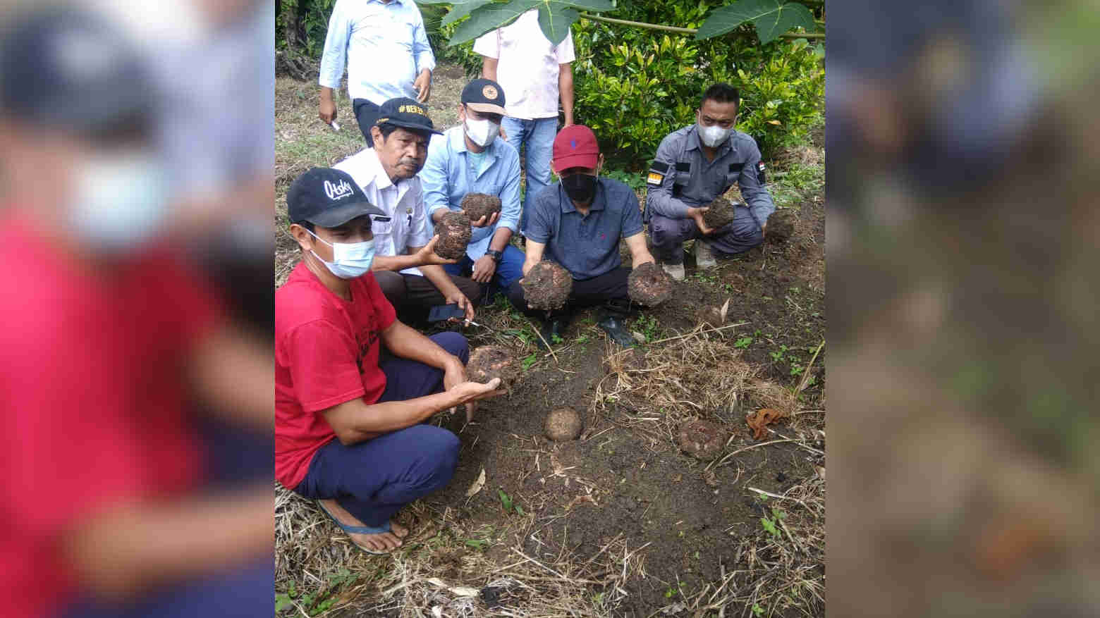 Bupati Wakatobi Haliana saat meninjau tanaman porang milik petani Mahyudin di Desa Wungka, Wakatobi Foto: Ist.