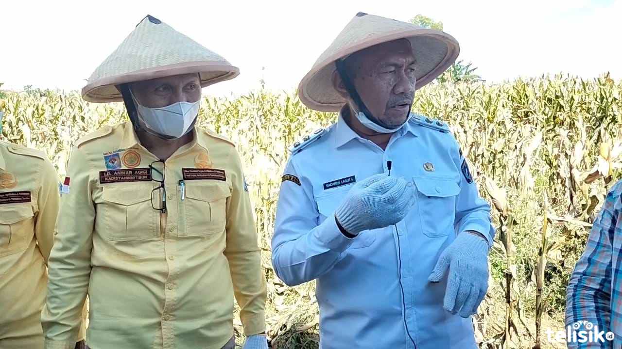 Wabup Muna, Bachrun Labuta bersama Kadis TPHP, La Ode Anwar Agigi di perkebunan jagung. Foto: Sunaryo/Telisik