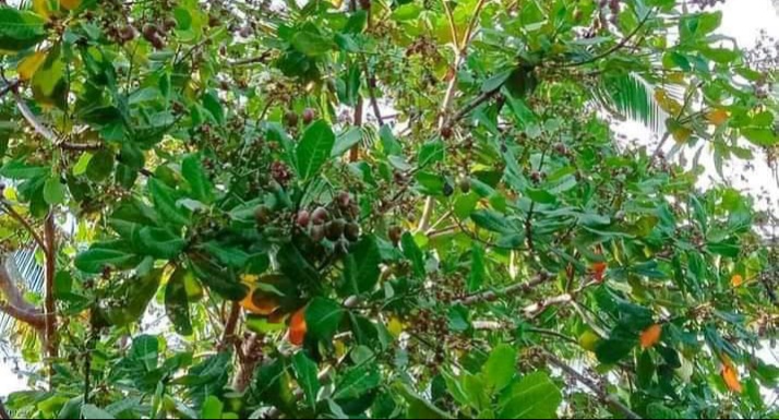 Tanaman jambu mete di Buton Utara. Foto: Ist.