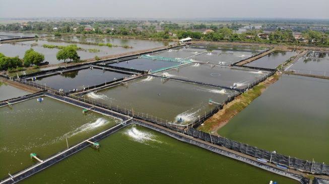 Ilustrasi tambak udang. Foto: Ist.