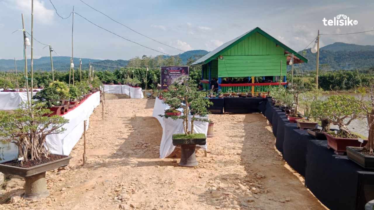 Pameran bonsai di Desa Lambusa Kecamatan Konda, Konsel. Foto: Mohamad To'at/Telisik