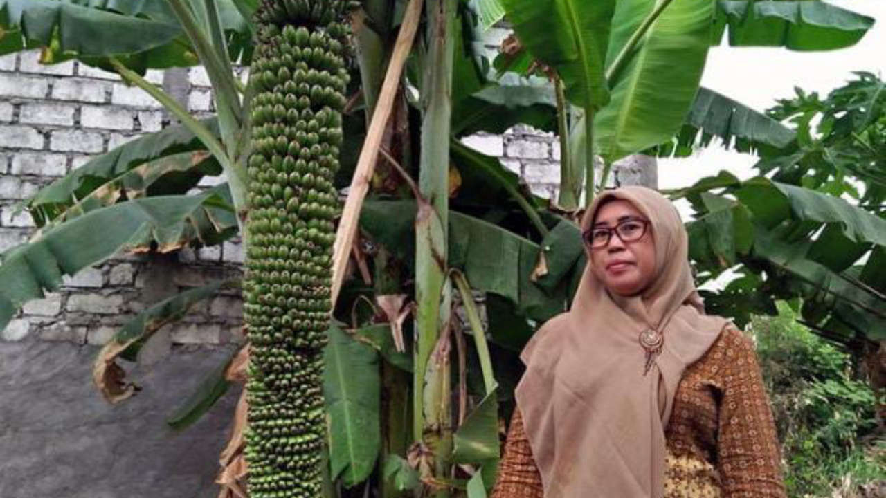 Pohon pisang seribu biji. Foto: Repro Tribunnews.com