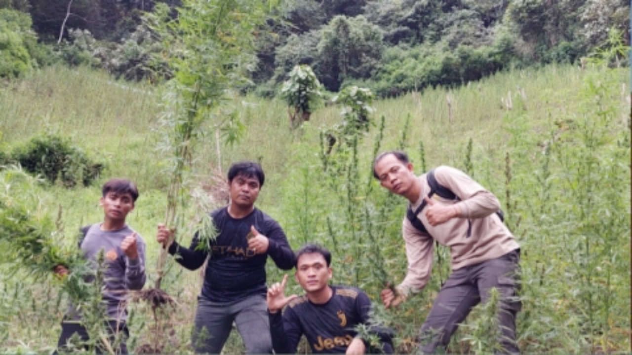 Tim kepolisian sedang memperlihatkan pohon ganja yang ditemukan di Kabupaten Madina. Foto: Humas Polda Sumut