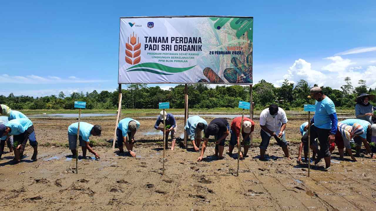 Penanaman perdana padi SRI organik PT Vale di Pomalaa. Foto: Humas PT Vale.