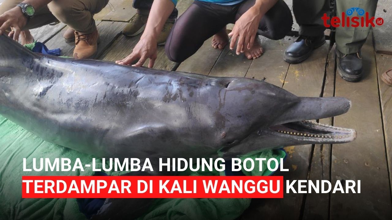 Video: Lumba-Lumba Hidung Botol Terdampar di Kali Wanggu Kendari