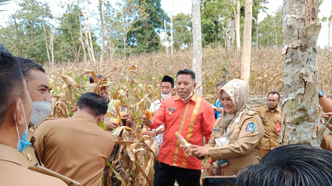 Wakil Bupati Butur, Ahali (kemeja orange) di lokasi perkebunan jagung kuning di Kabupaten Bone, Sulawesi Selatan. Foto: Ist.