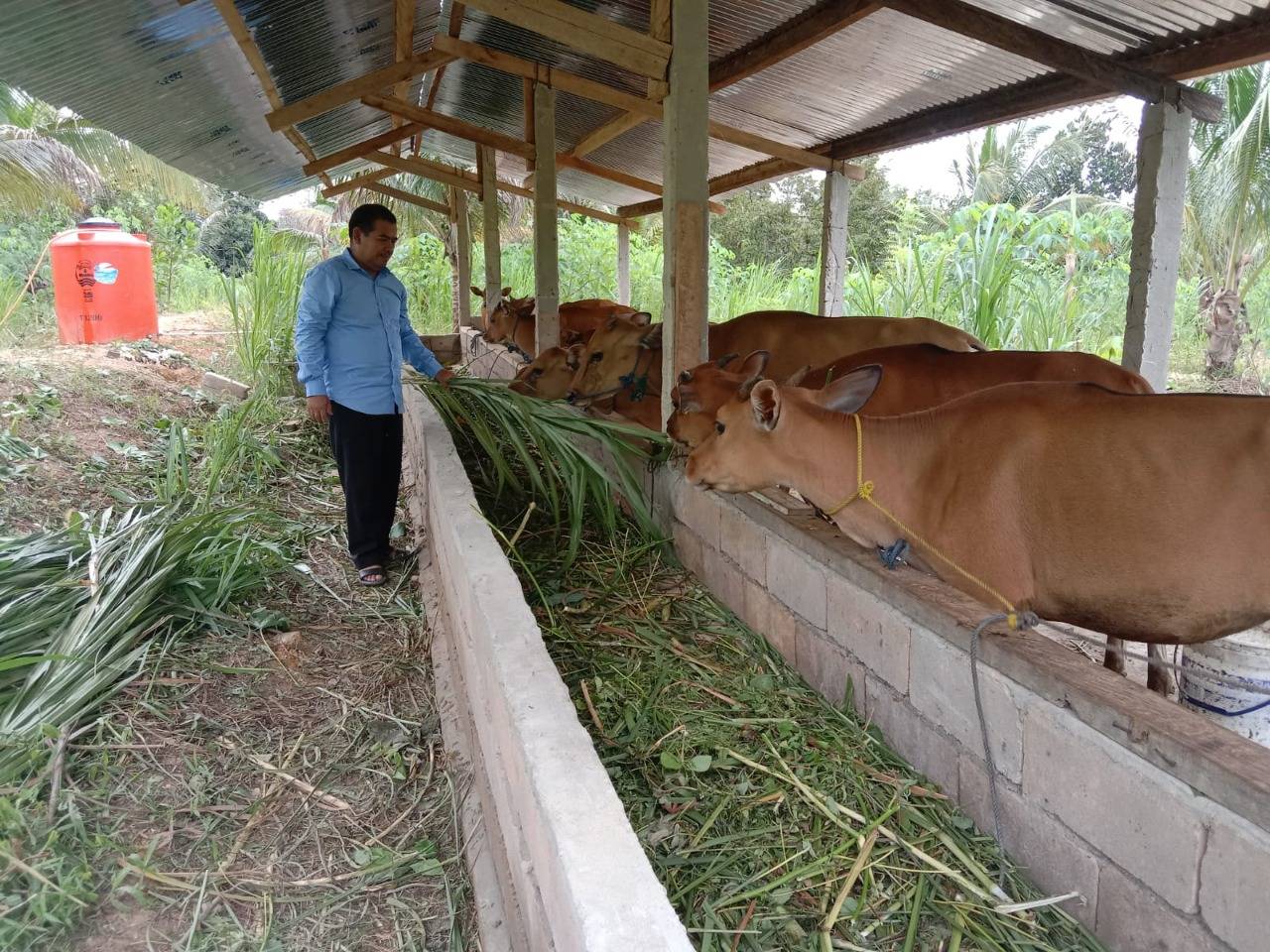 Plt Kadis Peternakan dan Kesehatan Hewan Konsel, Suwardi tengah memantau lokasi ranch peternakan hewan sapi di salah satu wilatah Konawe Selatan. Foto: Dinas Peternakan