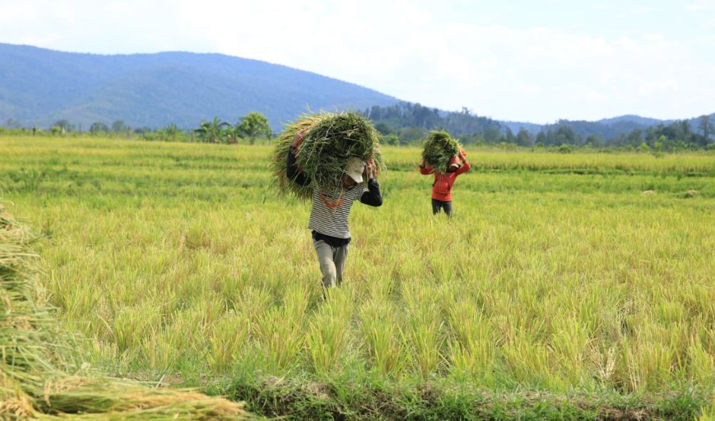 PT Vale Indonesia membangun irigasi di kawasan penunjang pertanian dan perkebunan yang dinilai sangat bermanfaat bagi masyarakat Desa Laskap. Foto: Ist.