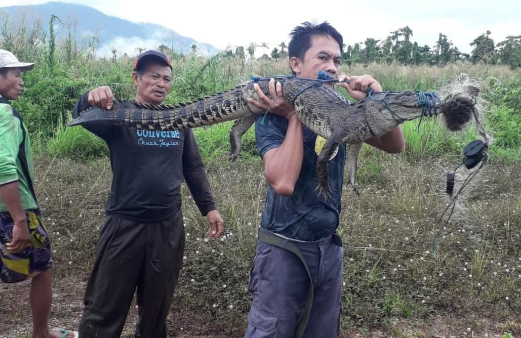 Buaya 1,8 meter ditemukan terjaring pukat nelayan di Konut. Foto: Ist