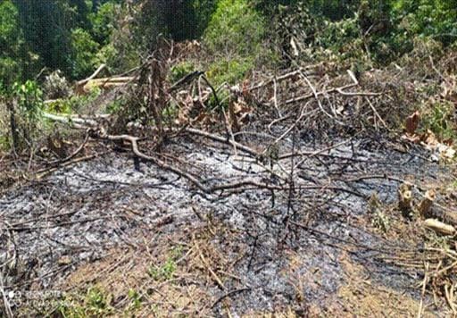 Areal hutan bekas terbakar di Desa Karya Jaya Kecamatan Siontapina, Kabupaten Buton. Foto: Ist.
