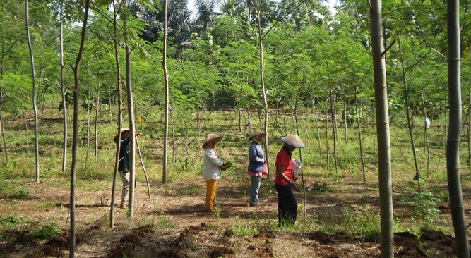 Dishut Sultra mencanangkan program hutan rakyat secara gratis. Foto: Agroindonesia.co.id
